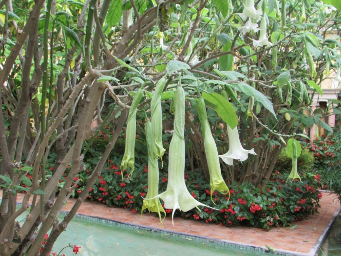 Бругмансия аромагия