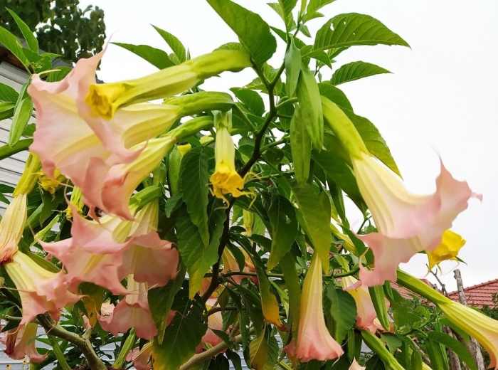 Бругмансия древовидная (ангельские трубы).
