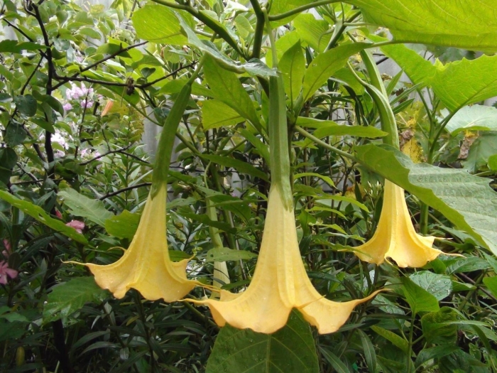 Бругмансия белоснежная