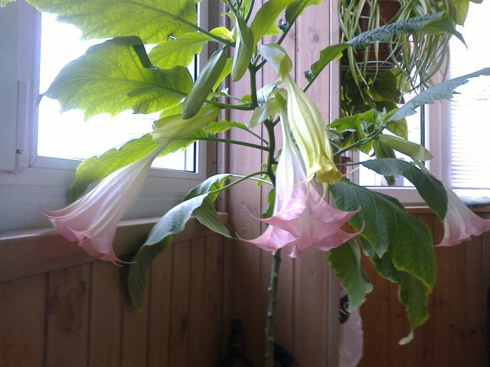 Бругмансия датура