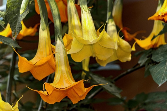 Бругмансия золотистая
