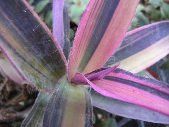 Традесканция силламонтана вариегатная