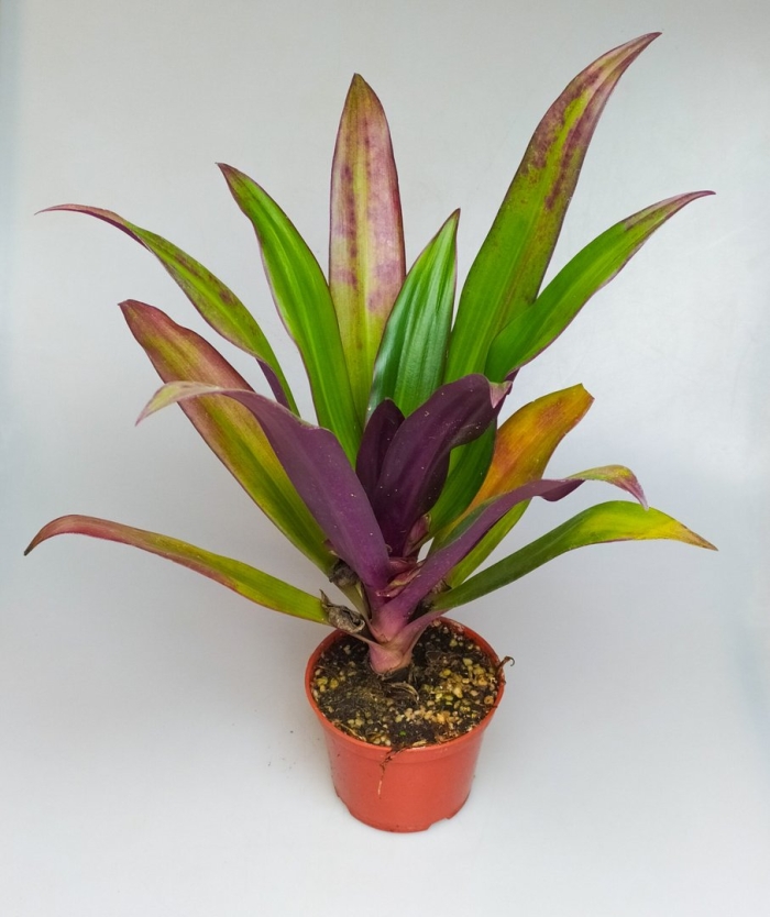 Традесканция покрывальчатая рео