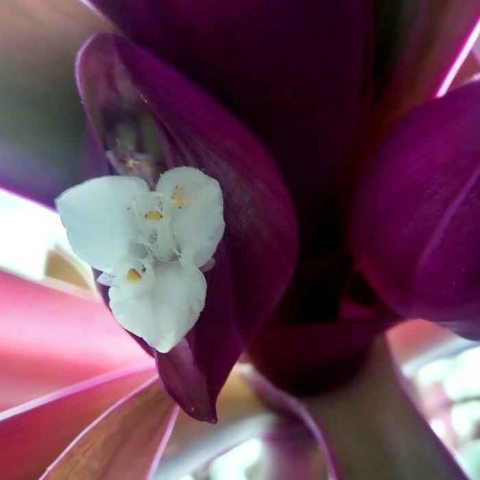 Рео ладья моисея