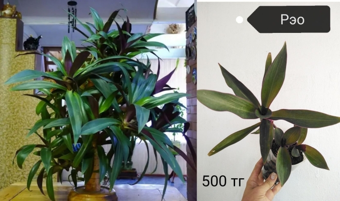 Рэо комнатное растение