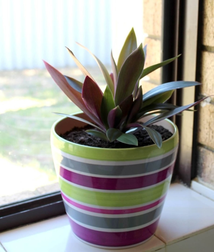 Комнатный цветок рео