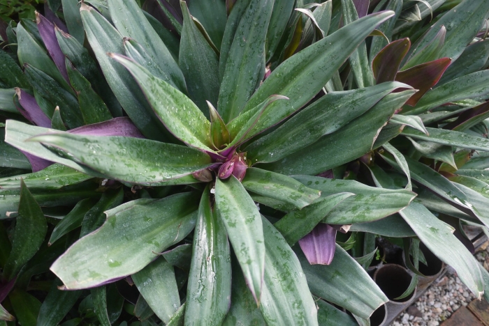 Традесканция покрывальчатая