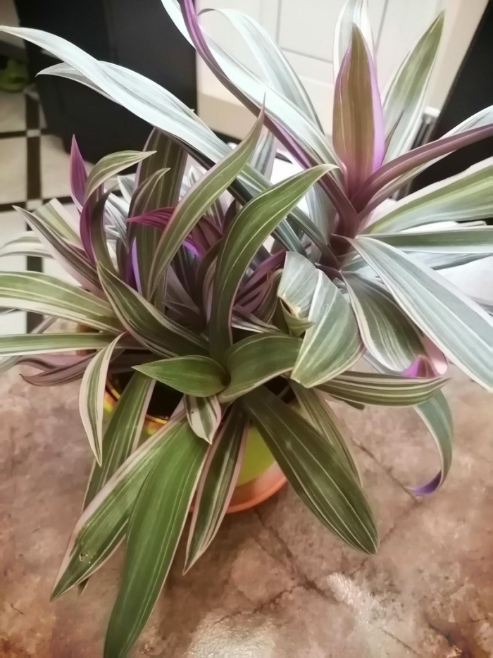 Традесканция рео