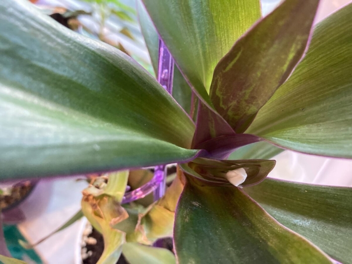 Традесканция рео