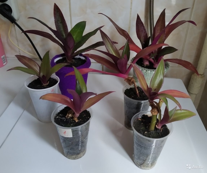 Комнатный цветок рео