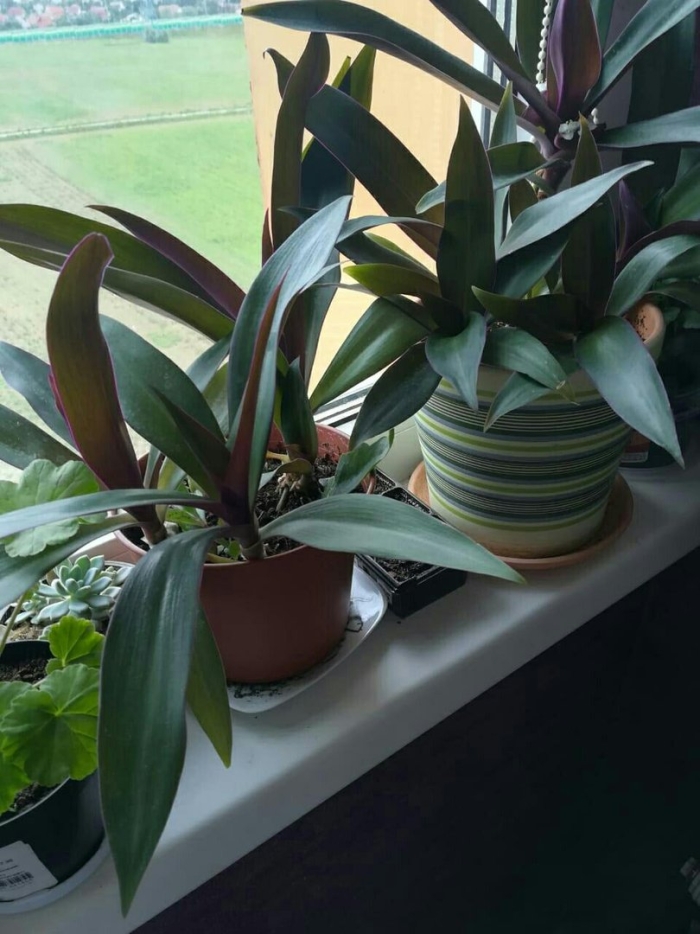 Рео комнатный цветок