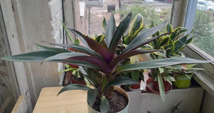 Рео традесканция покрывальчатая мужегон