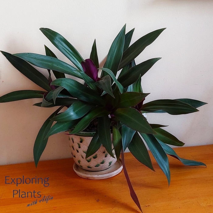 Традесканция рео