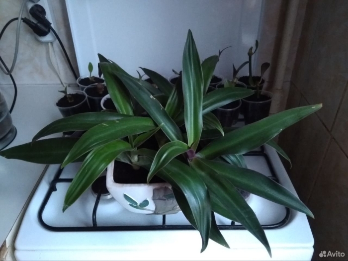 Рео традесканция покрывальчатая мужегон