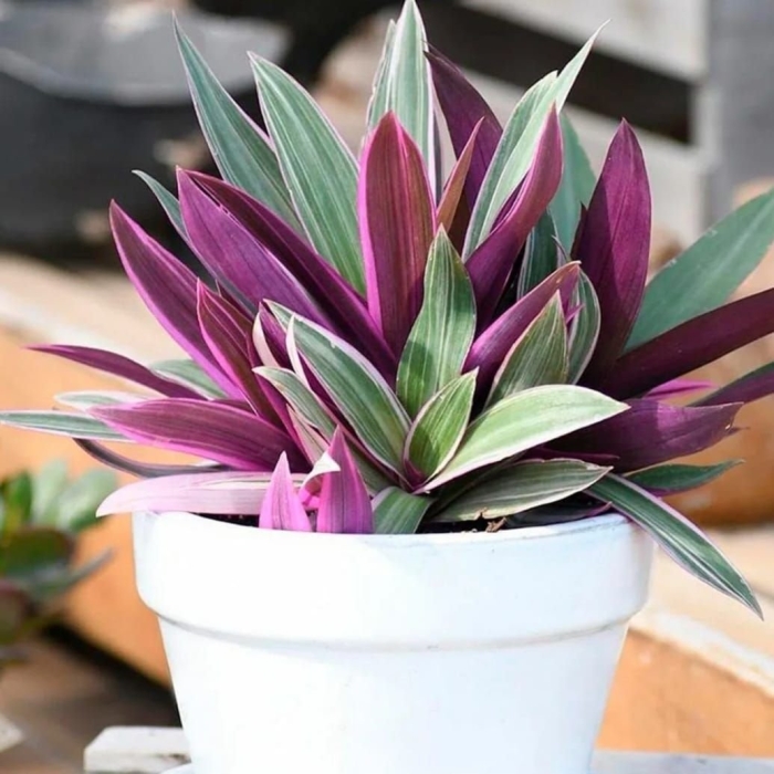 Традесканция рео ситара