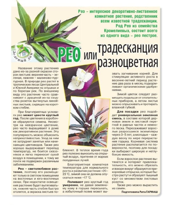 Рео ладья моисея цветок