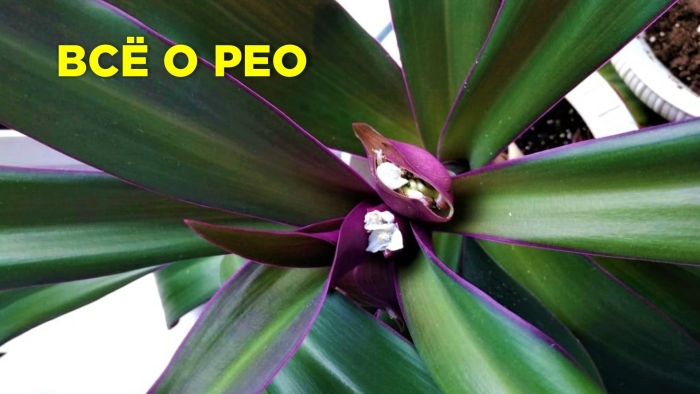 Традесканция покрывальчатая рео