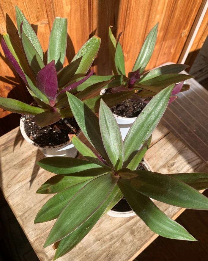 Рео ладья моисея цветок