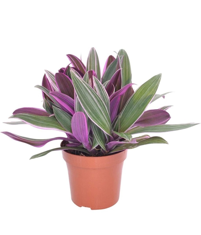 Традесканция ситара