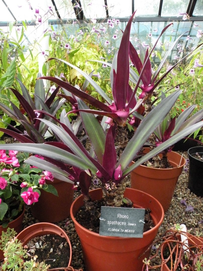 Tradescantia spathacea