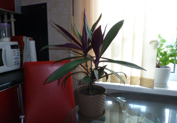 Рео пестрое