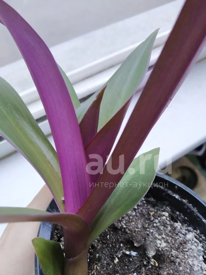 Традесканция рео