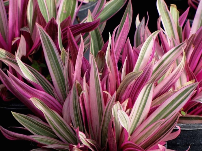 Традесканция ситара