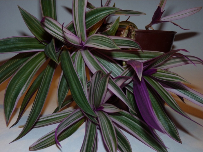 Традесканция комнатная