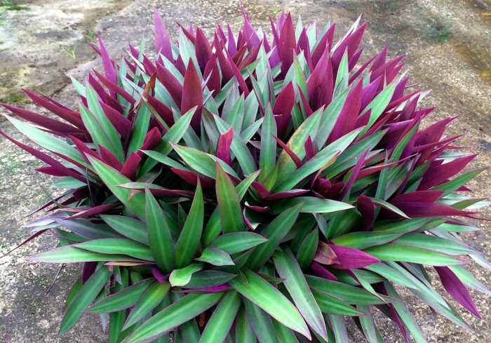 Рео традесканция