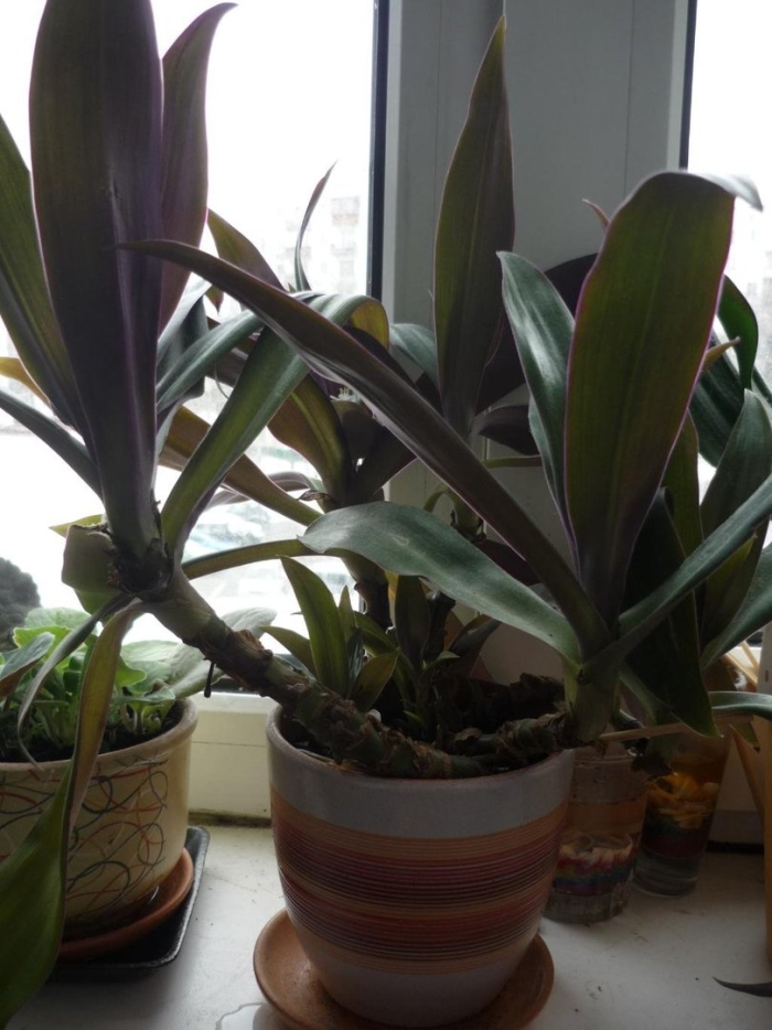 Рео растение комнатное