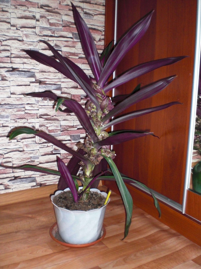 Рео ладья моисея цветок