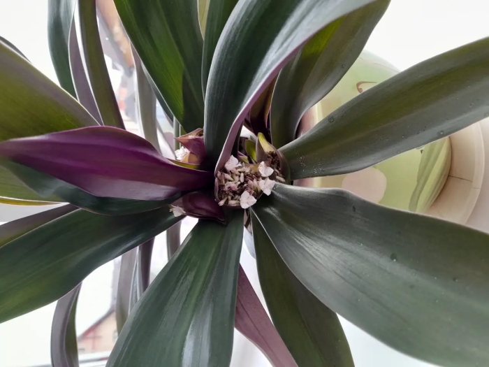 Растение рео