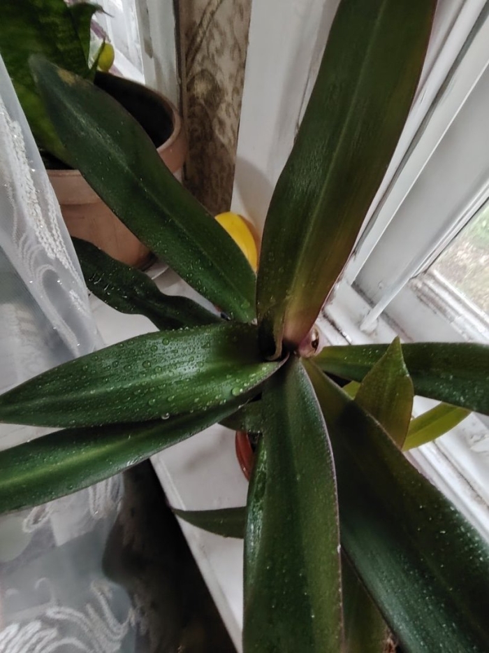 Традесканция рео