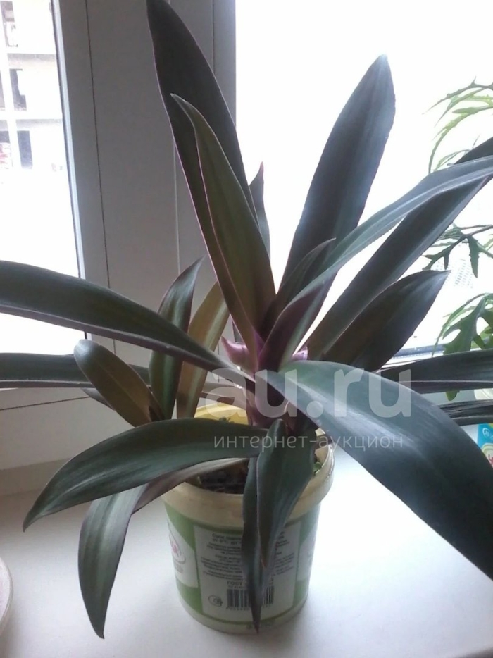 Рэо комнатное растение