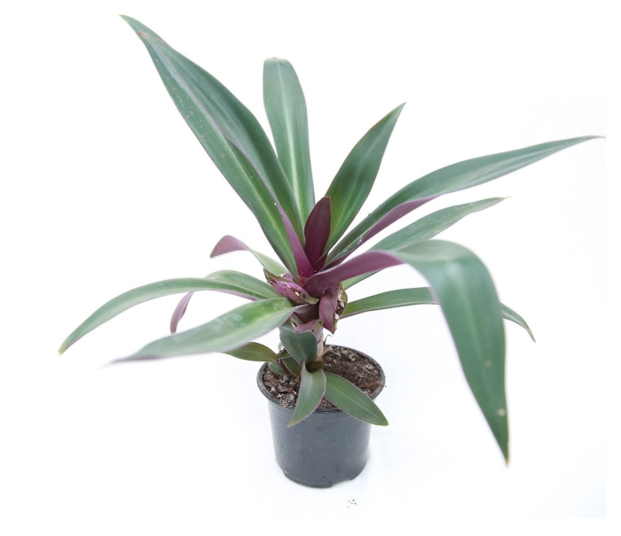 Традесканция рео покрывальчатое