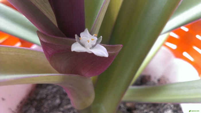 Рео ладья моисея цветок