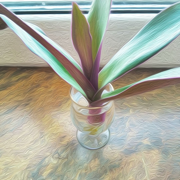 Рео ладья моисея цветок