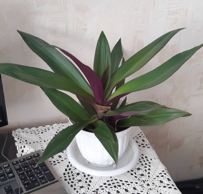 Рео ладья моисея цветок