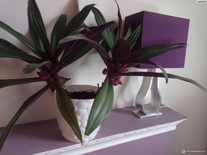 Рео ладья моисея цветок