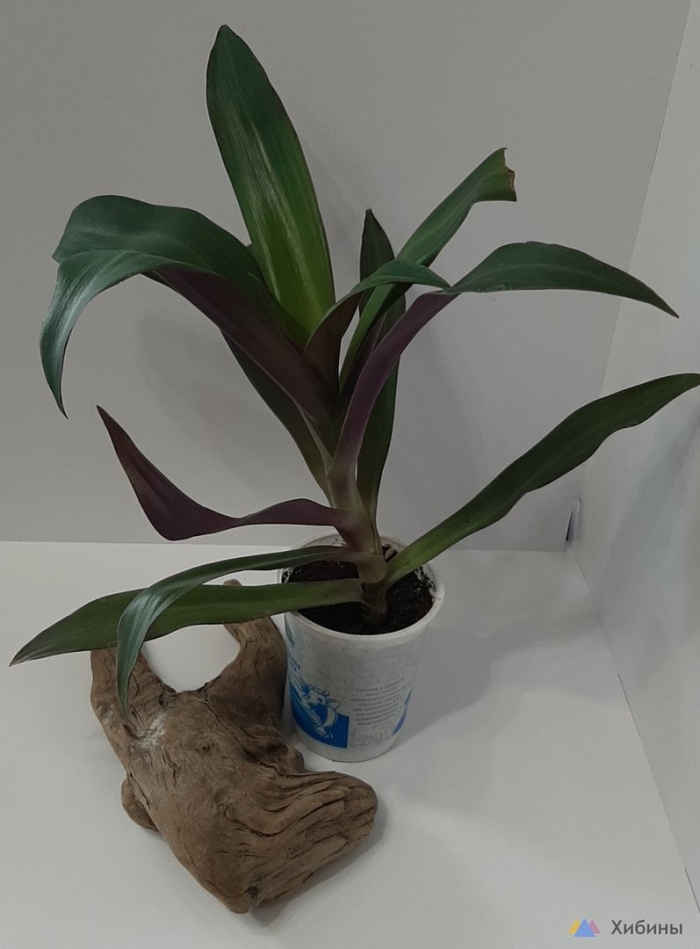 Комнатное растение рео