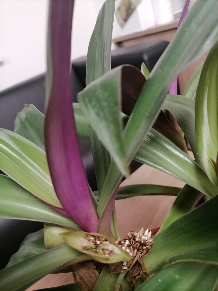 Рео ладья моисея цветок