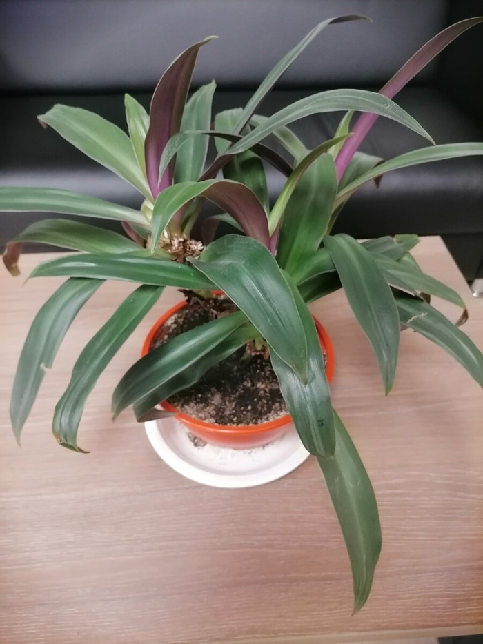 Комнатный цветок рео