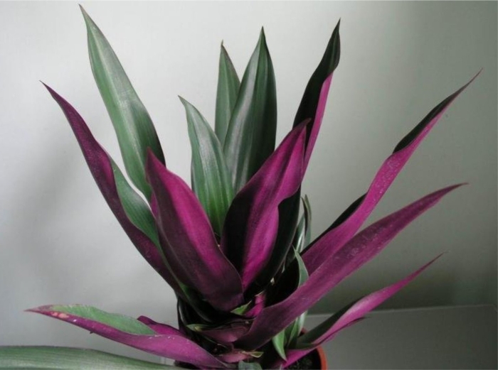 Рео покрывальчатое