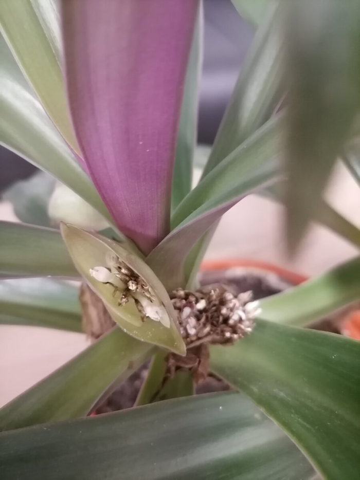 Комнатный цветок рео