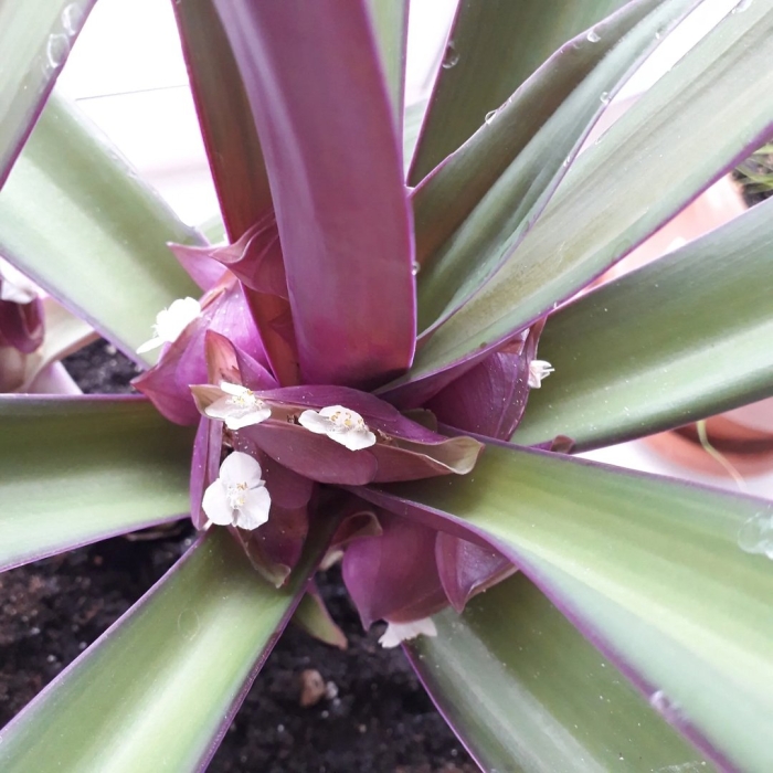 Tradescantia spathacea