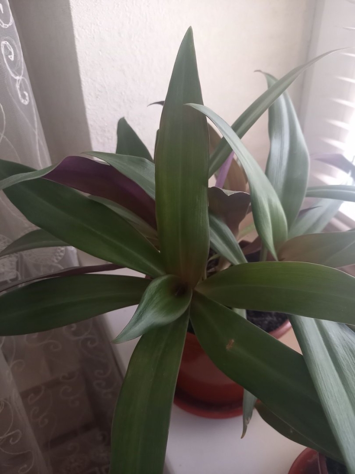 Комнатный цветок рео