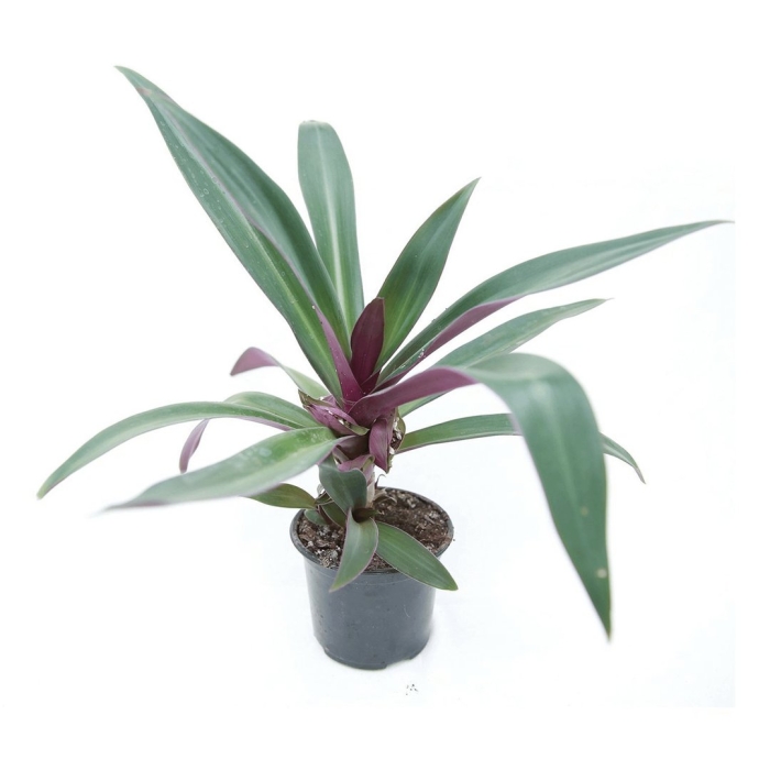 Традесканция рео покрывальчатое