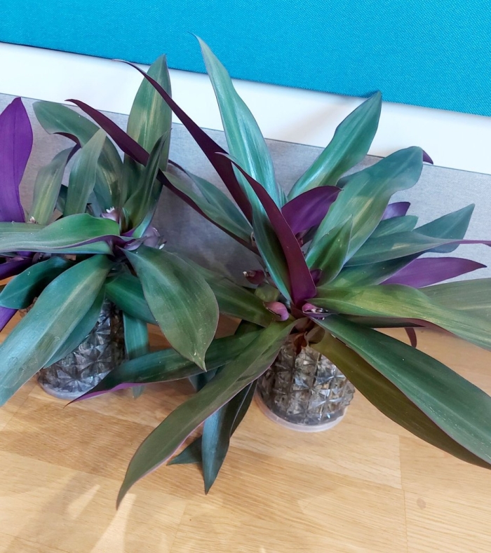 Комнатное растение