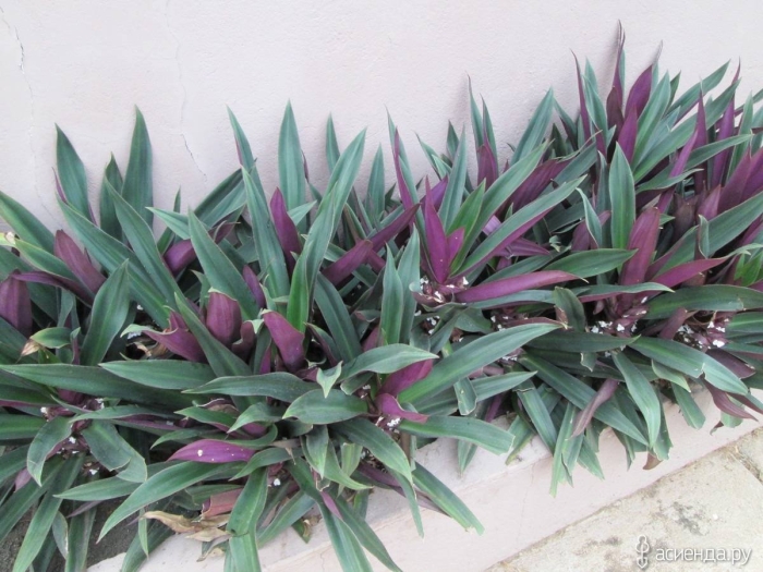 Традесканция рео фиолетовая