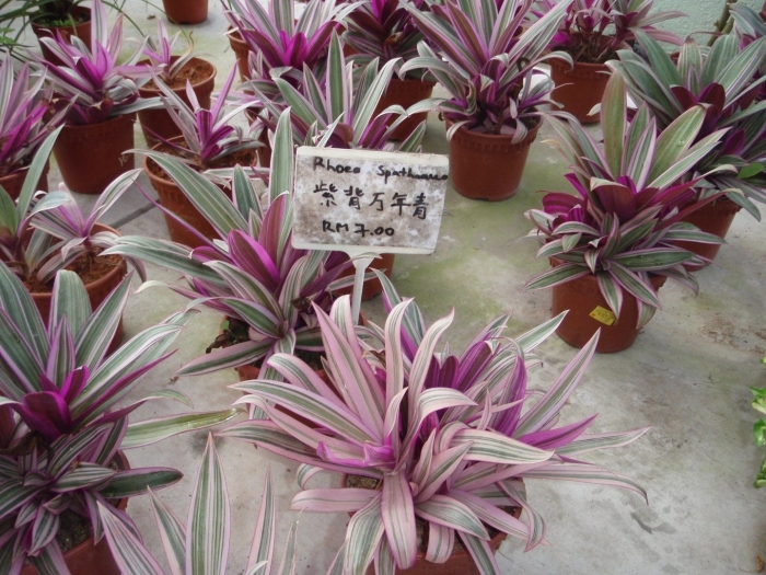 Традесканция сеткреазия